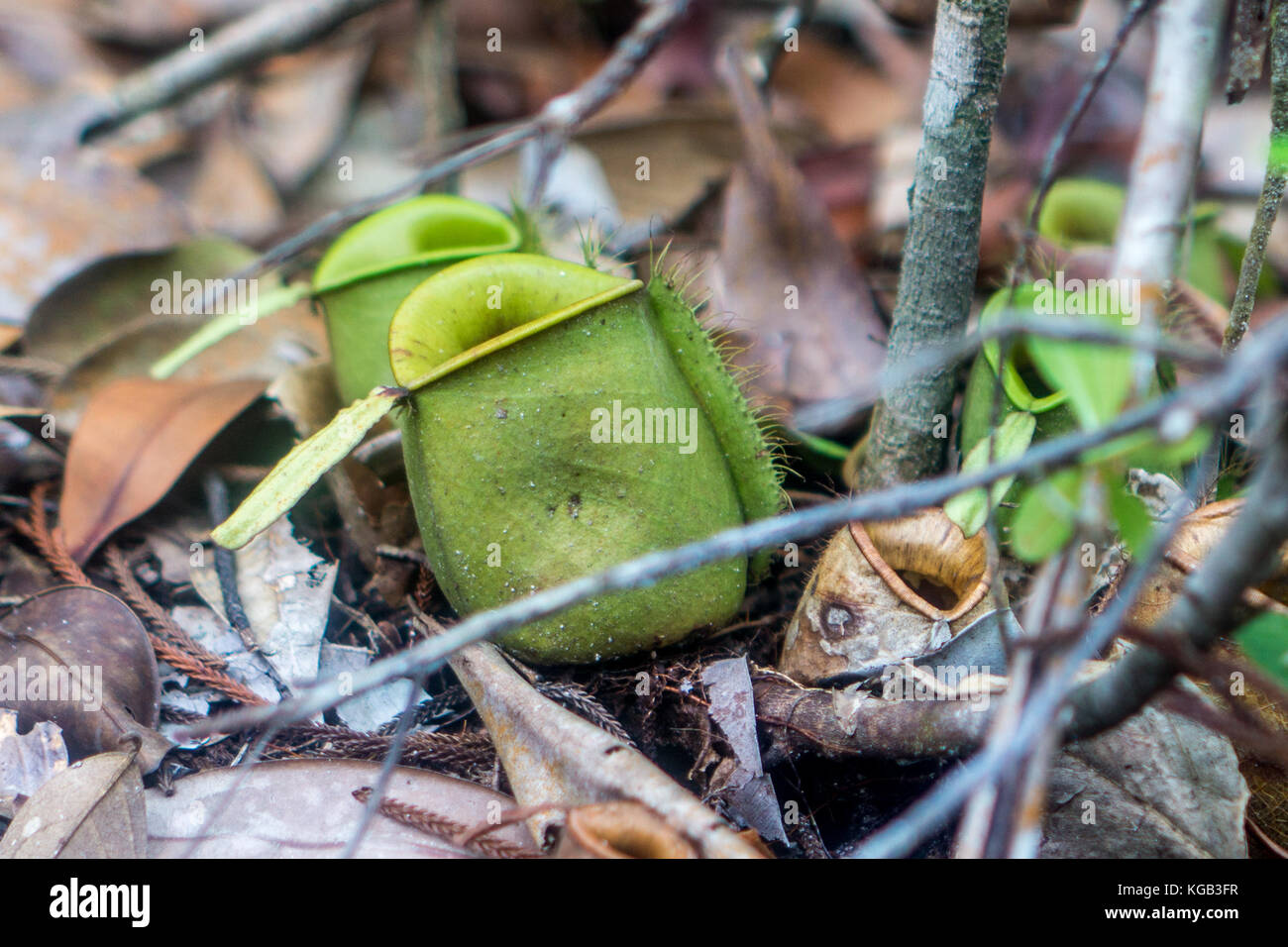 Kinabalu Park Pitcher Plant High Resolution Stock Photography and ...