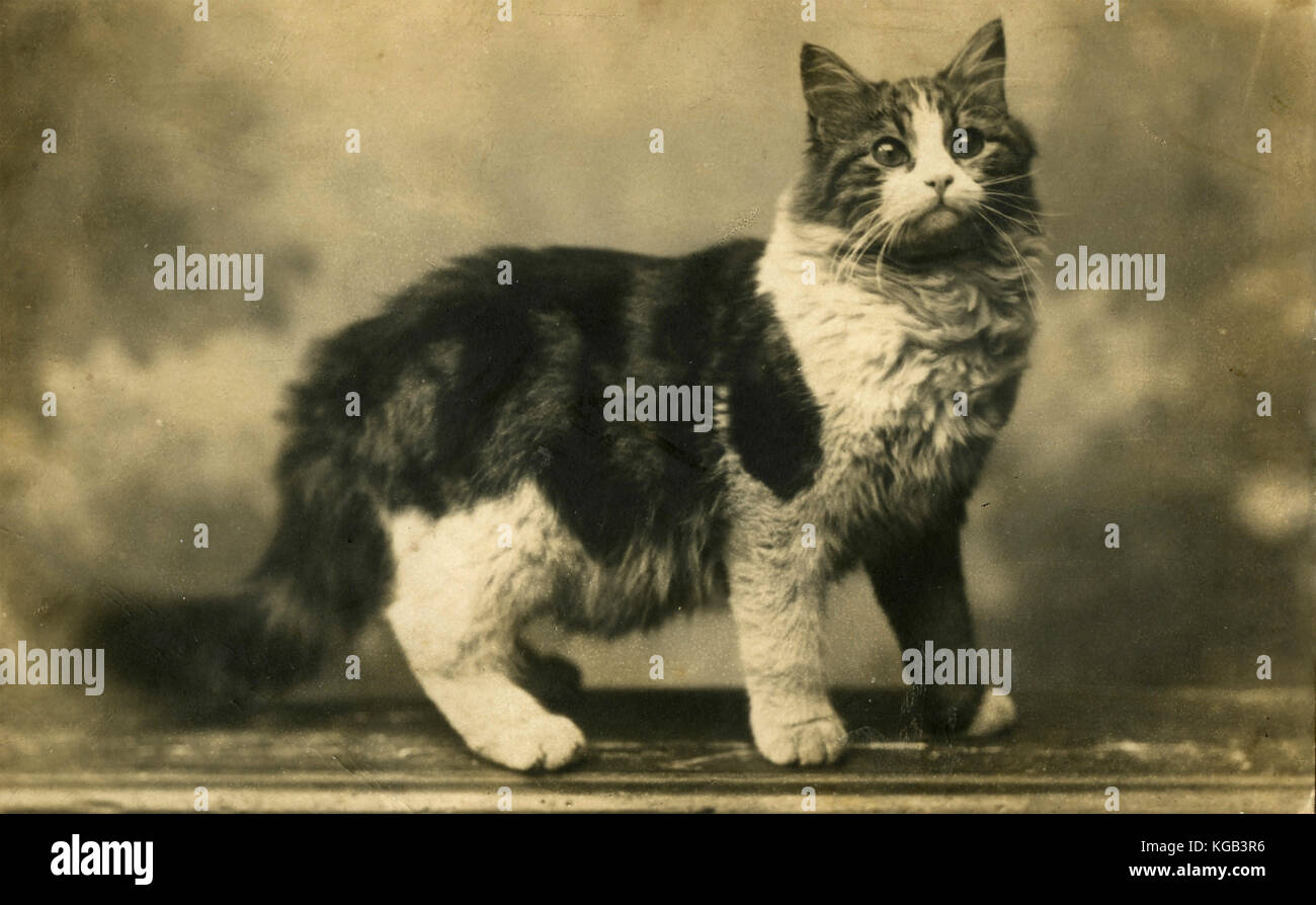 A cat from the 1920s Stock Photo