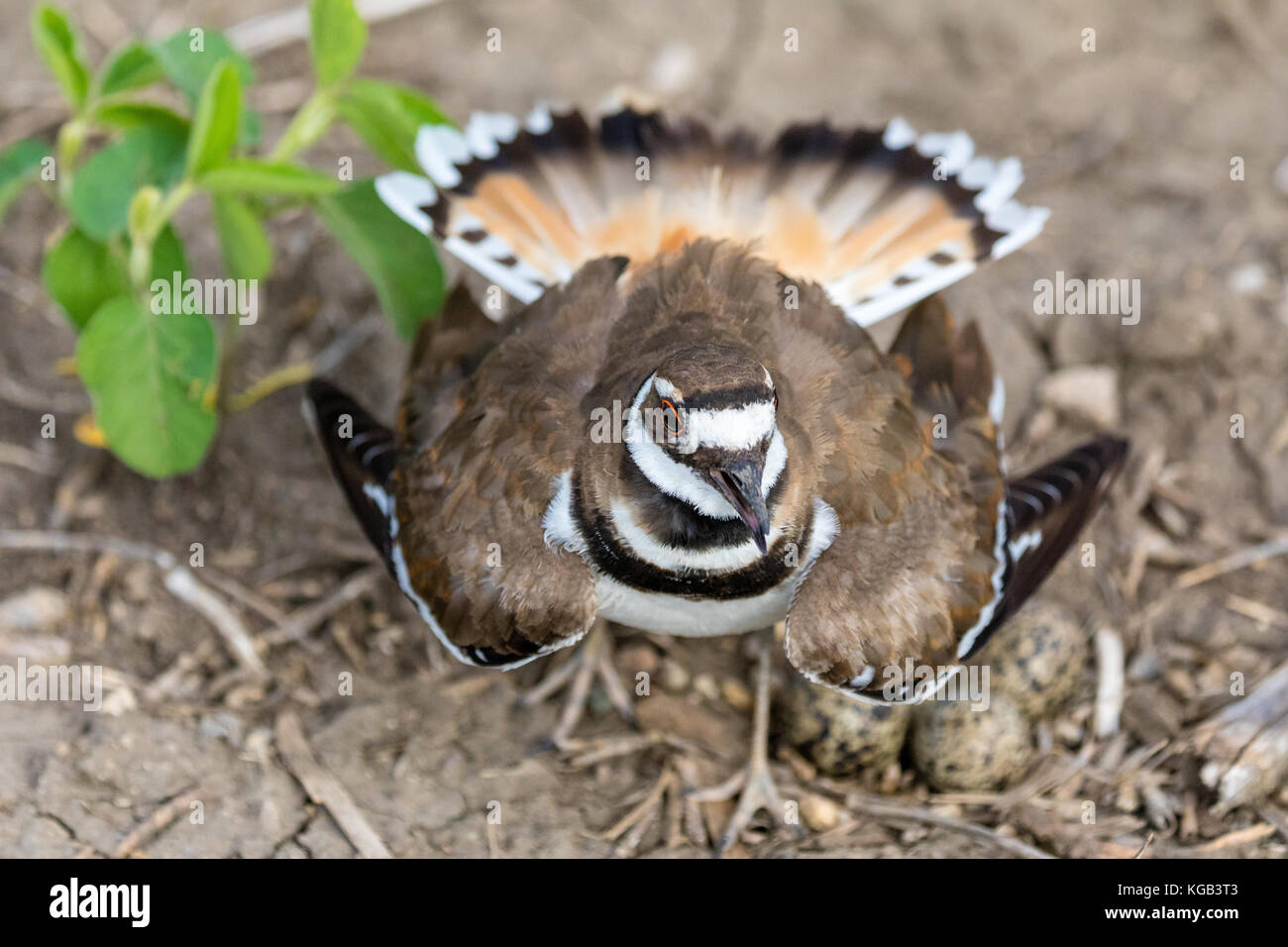 Killdeer (Charadrius vociferus), Watertown, South Dakota, USA Stock