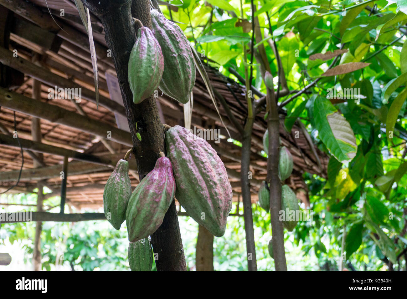 at Cocoa Farm Stock Photo Alamy