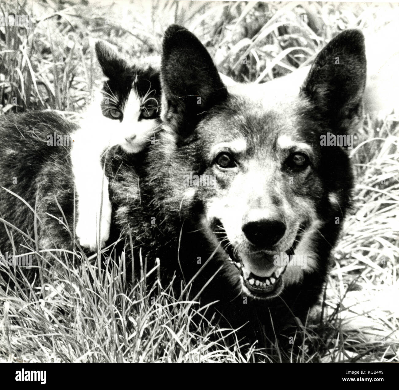 Dog and cat hugging Stock Photo Alamy