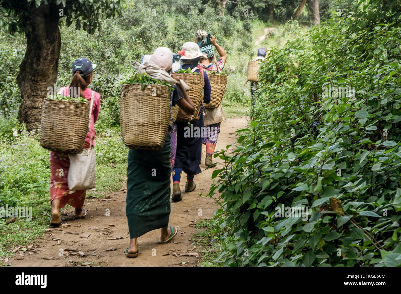 Hsipaw 3-day Hike to Shan Villages - women carrying tea leaves Stock Photo