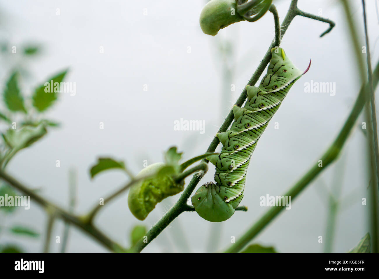 Horn Worm on Vine Stock Photo Alamy