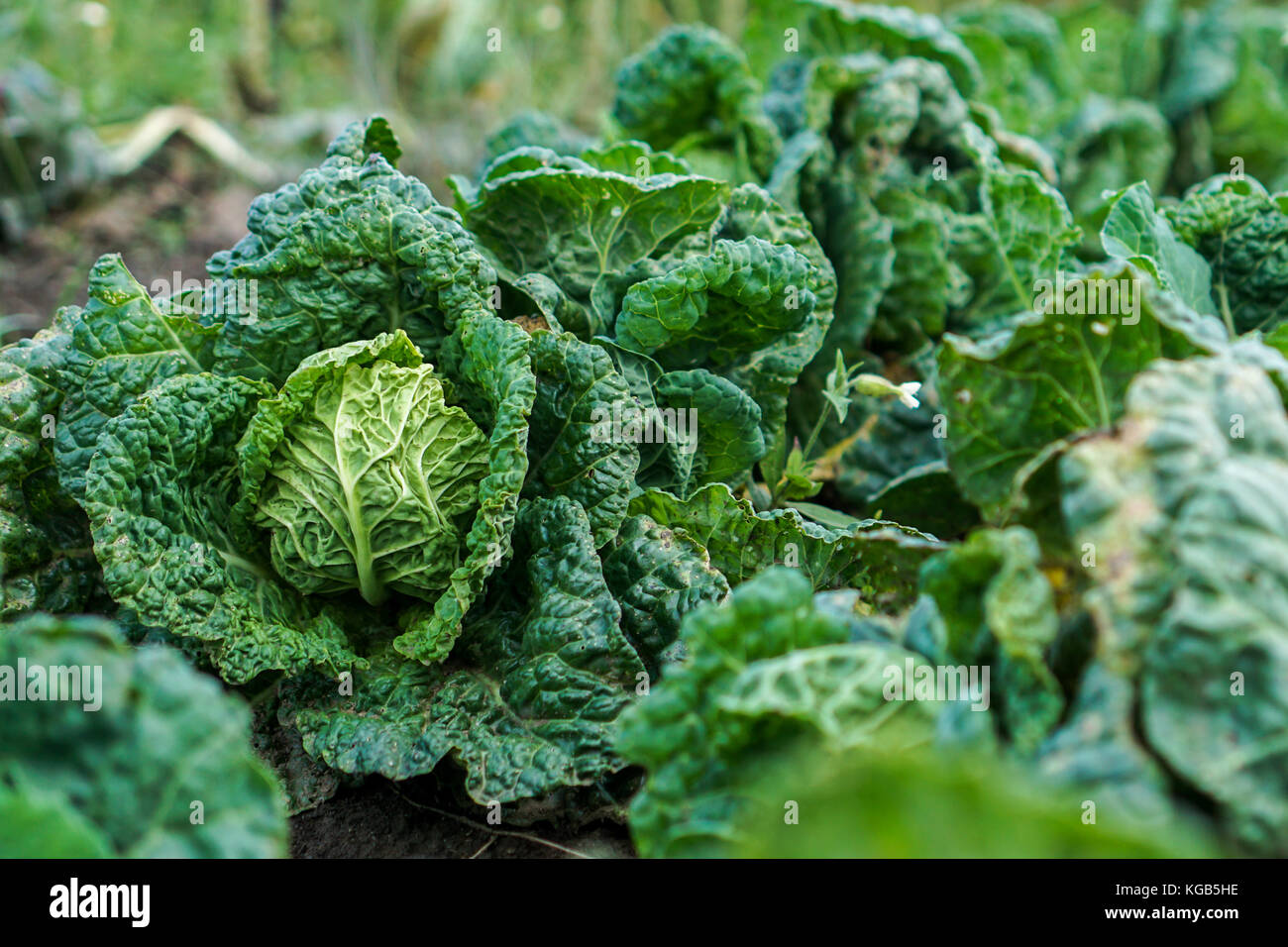Cabbage with roots hires stock photography and images Alamy