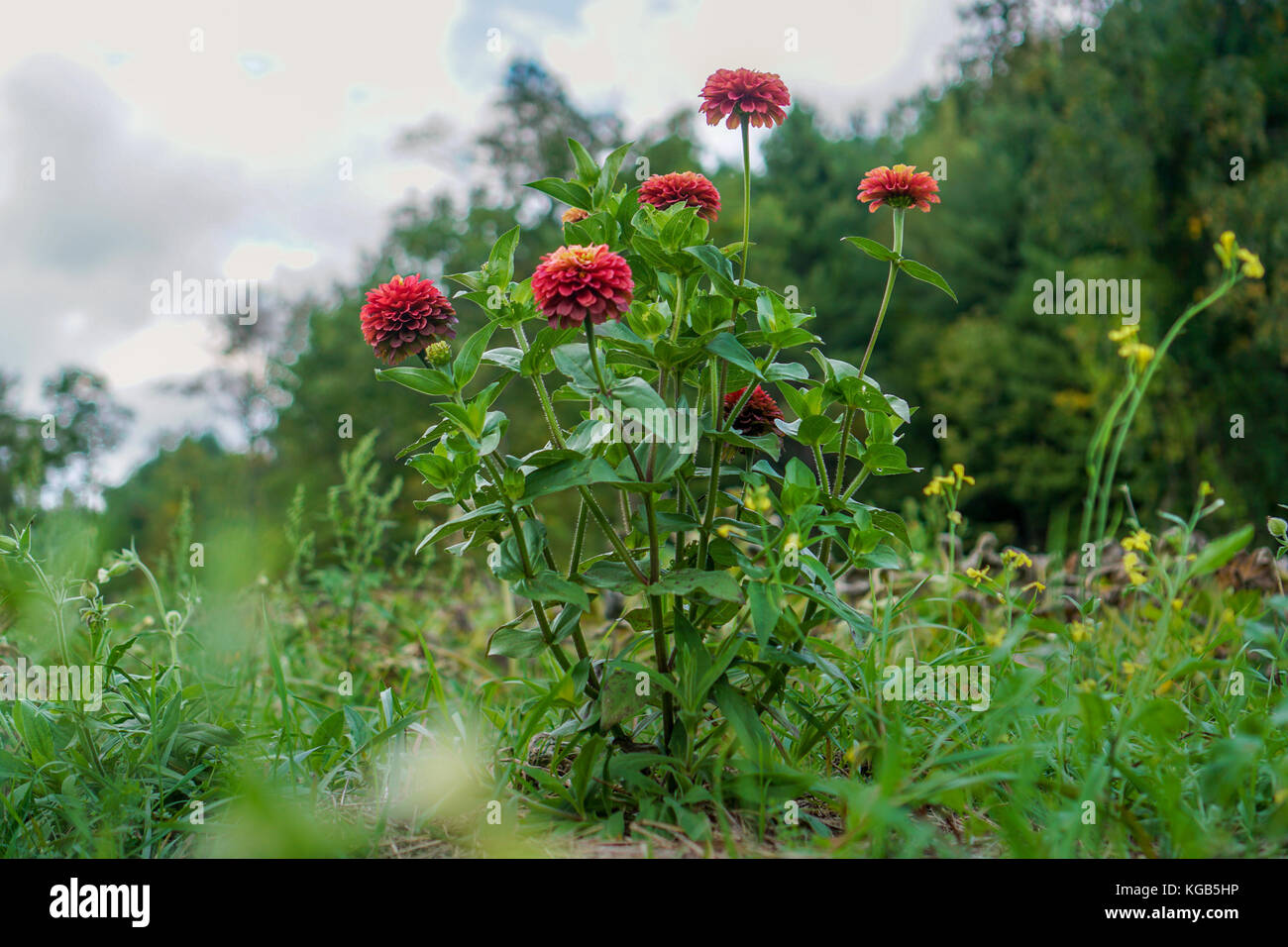 Vermont Flowers Stock Photo Alamy