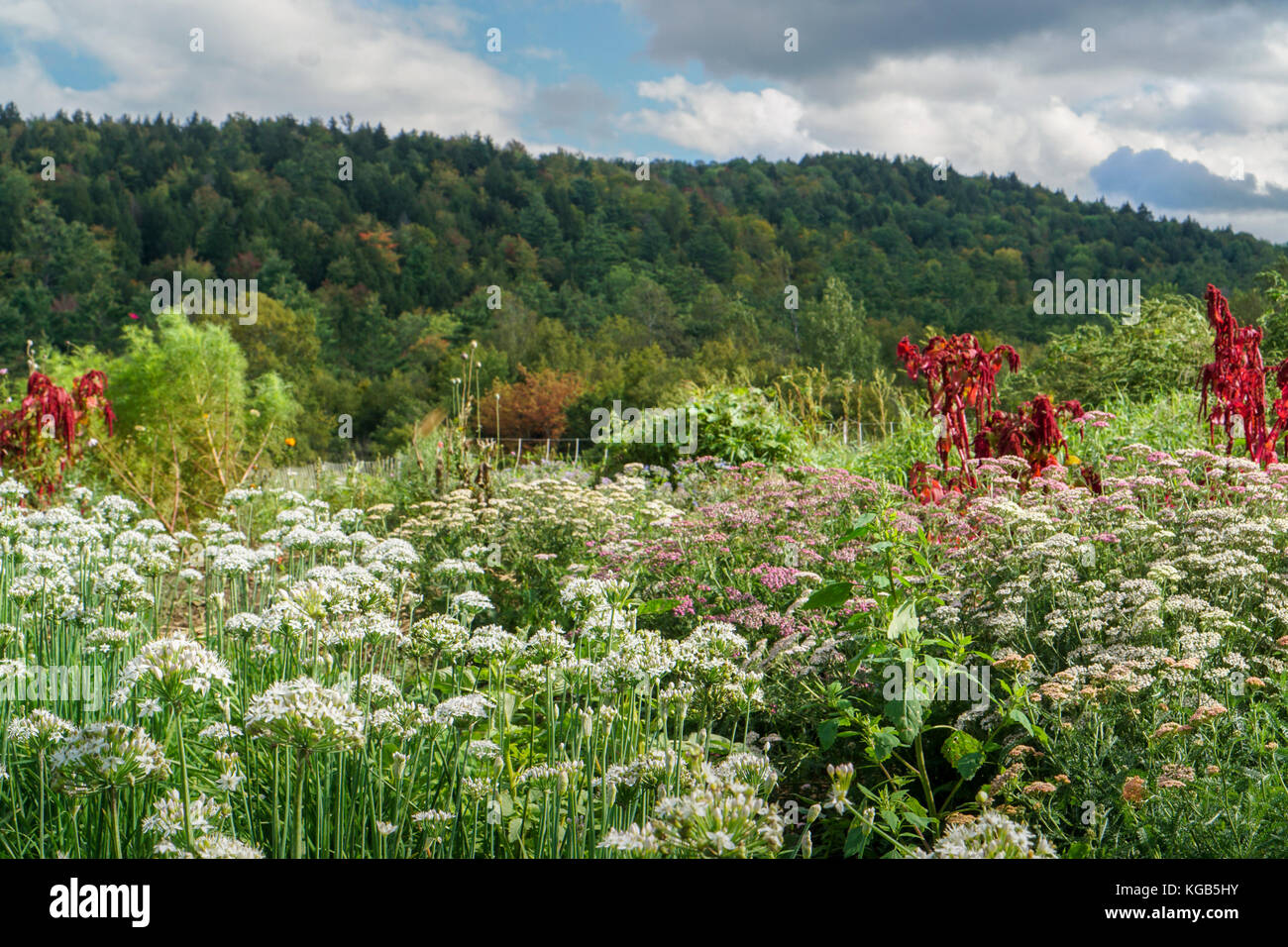 Vermont wildflowers hires stock photography and images Alamy