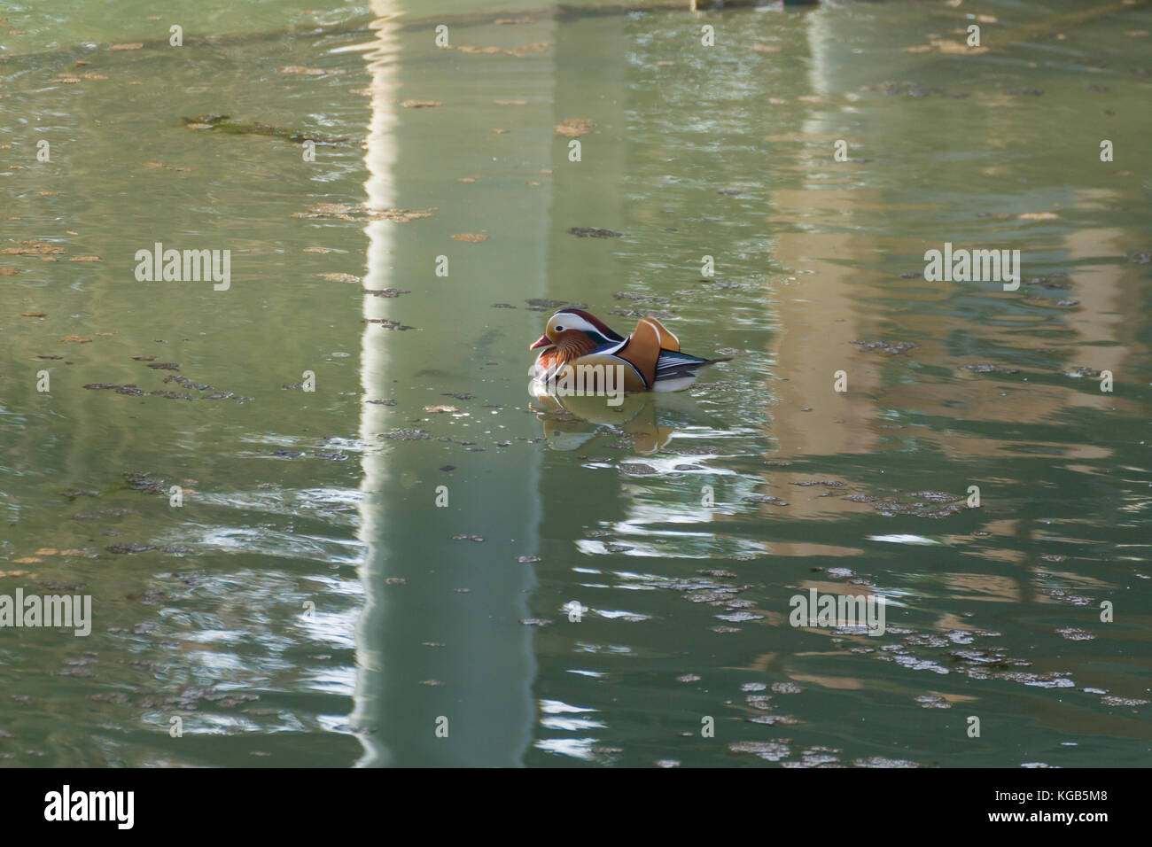 Mandarin duck close up from Sile river natural park. Italian wildlife ...