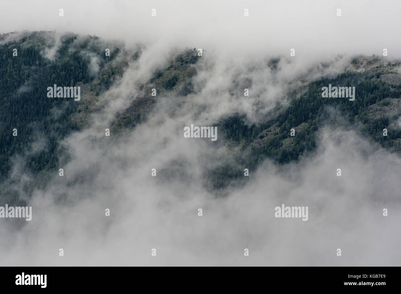 pine forest in mountains with fog. beautiful background Stock Photo - Alamy