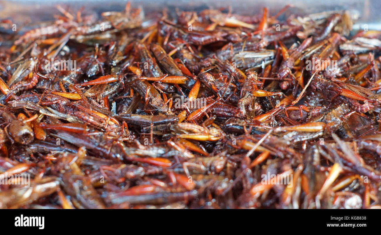 deep fire worm, cricket, yunnan local food Stock Photo Alamy