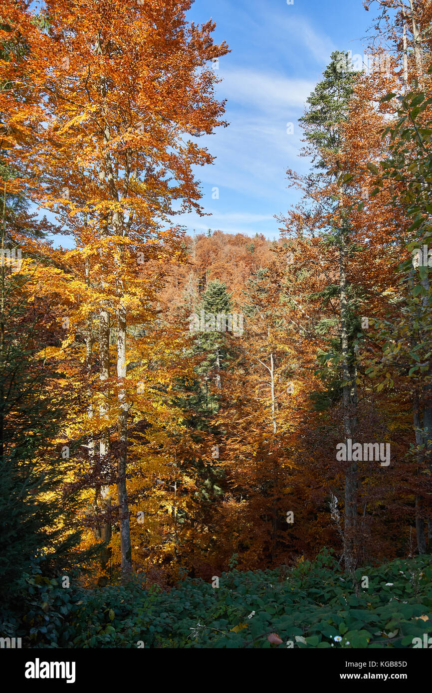 Autumn landscape with various colorful trees Stock Photo - Alamy