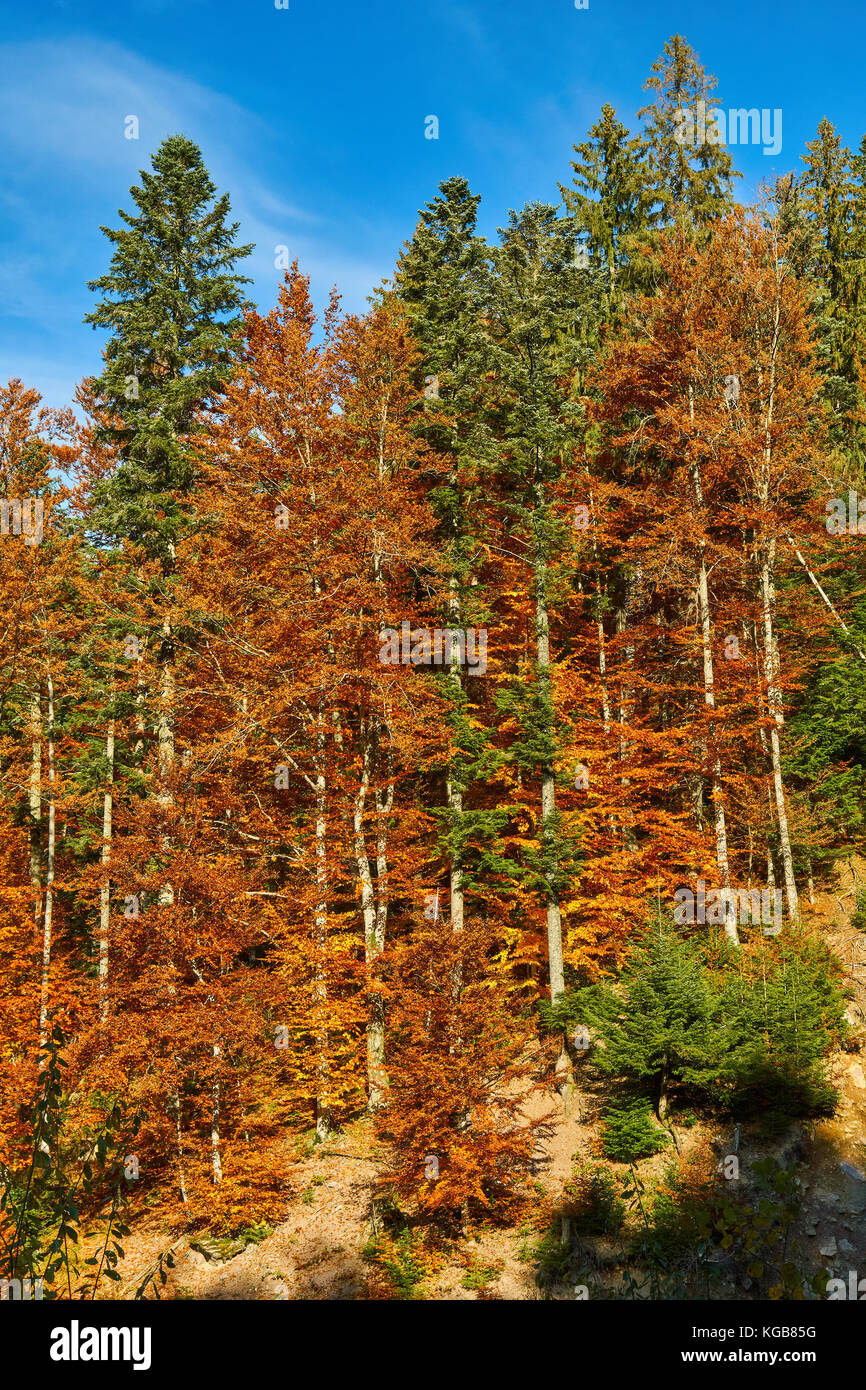 Autumn landscape with various colorful trees Stock Photo - Alamy