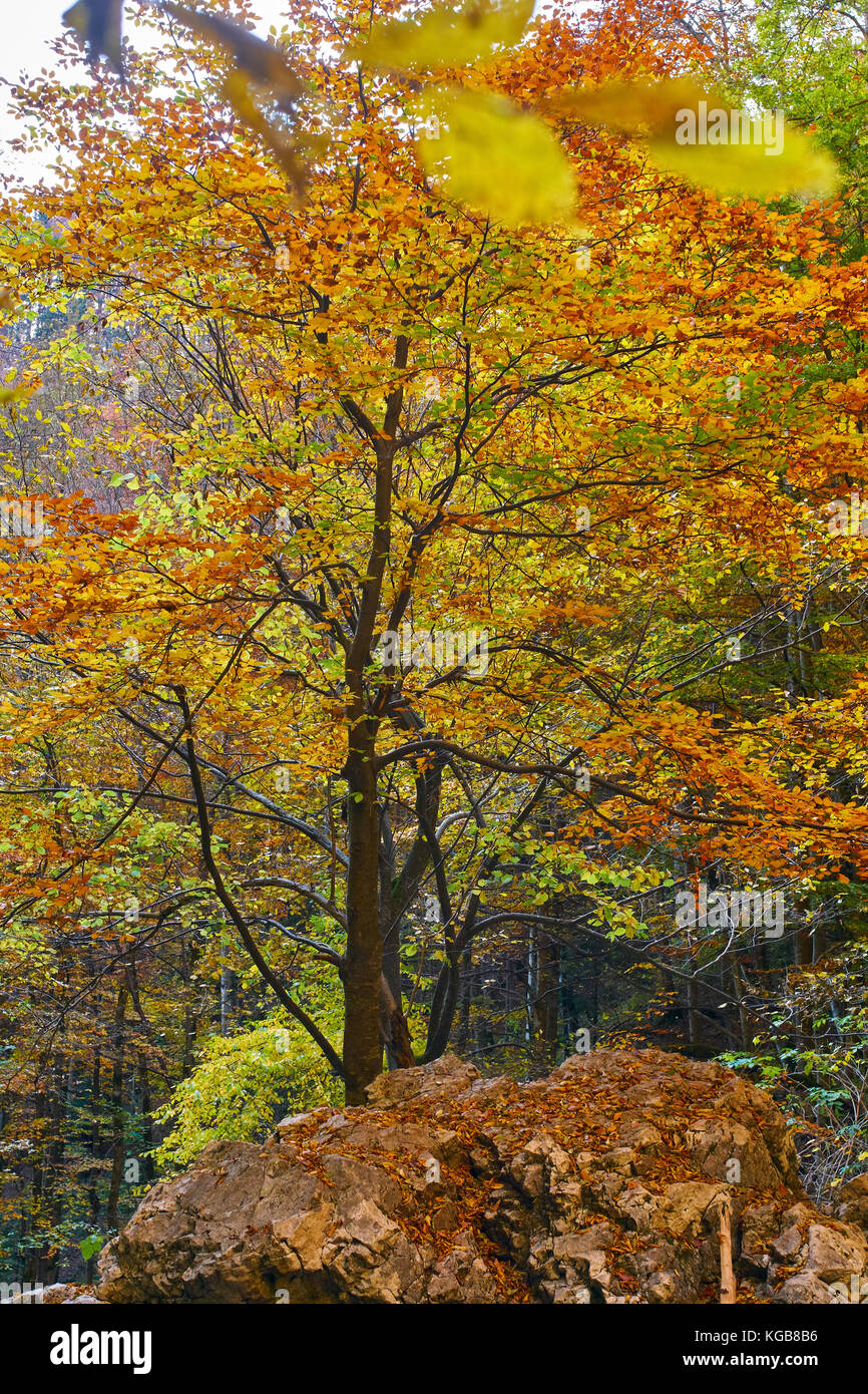 Autumn landscape with various colorful trees Stock Photo - Alamy