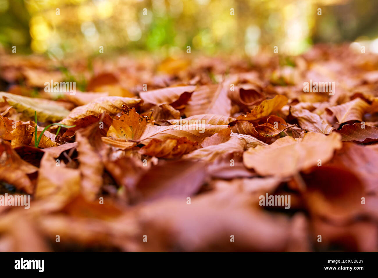Closeup of fallen leaves on the ground in the autumn Stock Photo - Alamy