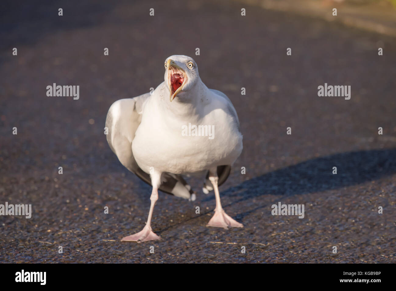 Herring gull, Larus argentatus, standing on the paving squawking Stock Photo