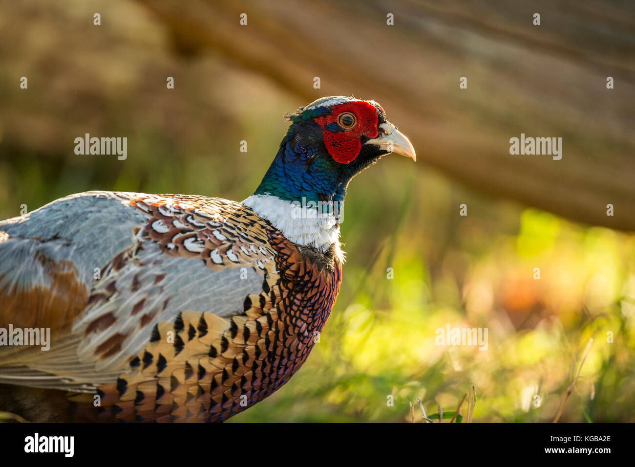 British Wildlife in Natural Habitat. Single Ring-necked Pheasant foraging in ancient woodlands on bright autumn day. Stock Photo