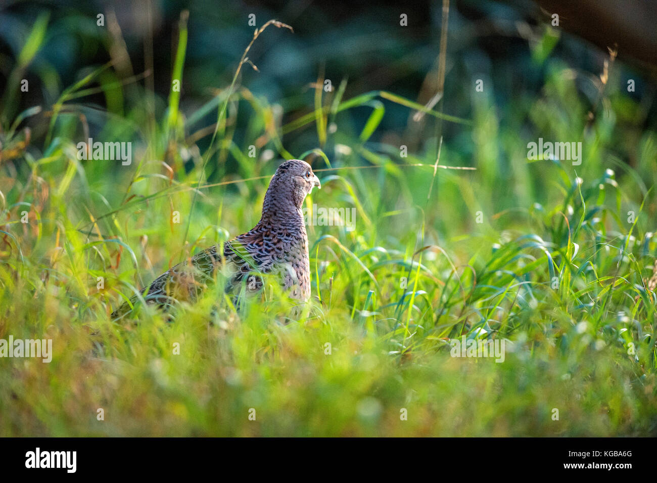 British Wildlife in Natural Habitat. Single Ring-necked Pheasant foraging in ancient woodlands on bright autumn day. Stock Photo