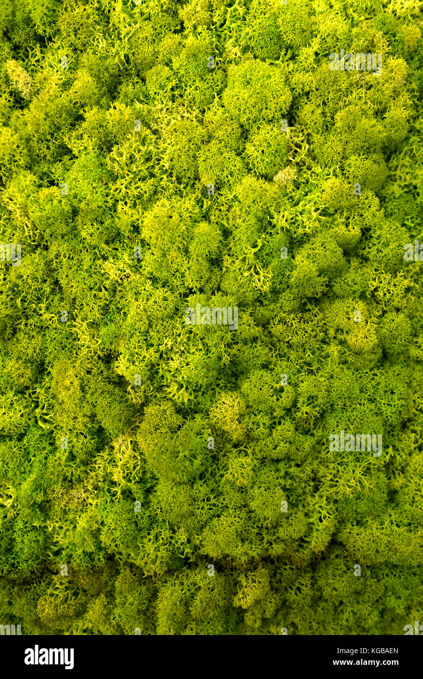 moss Stock Photo - Alamy