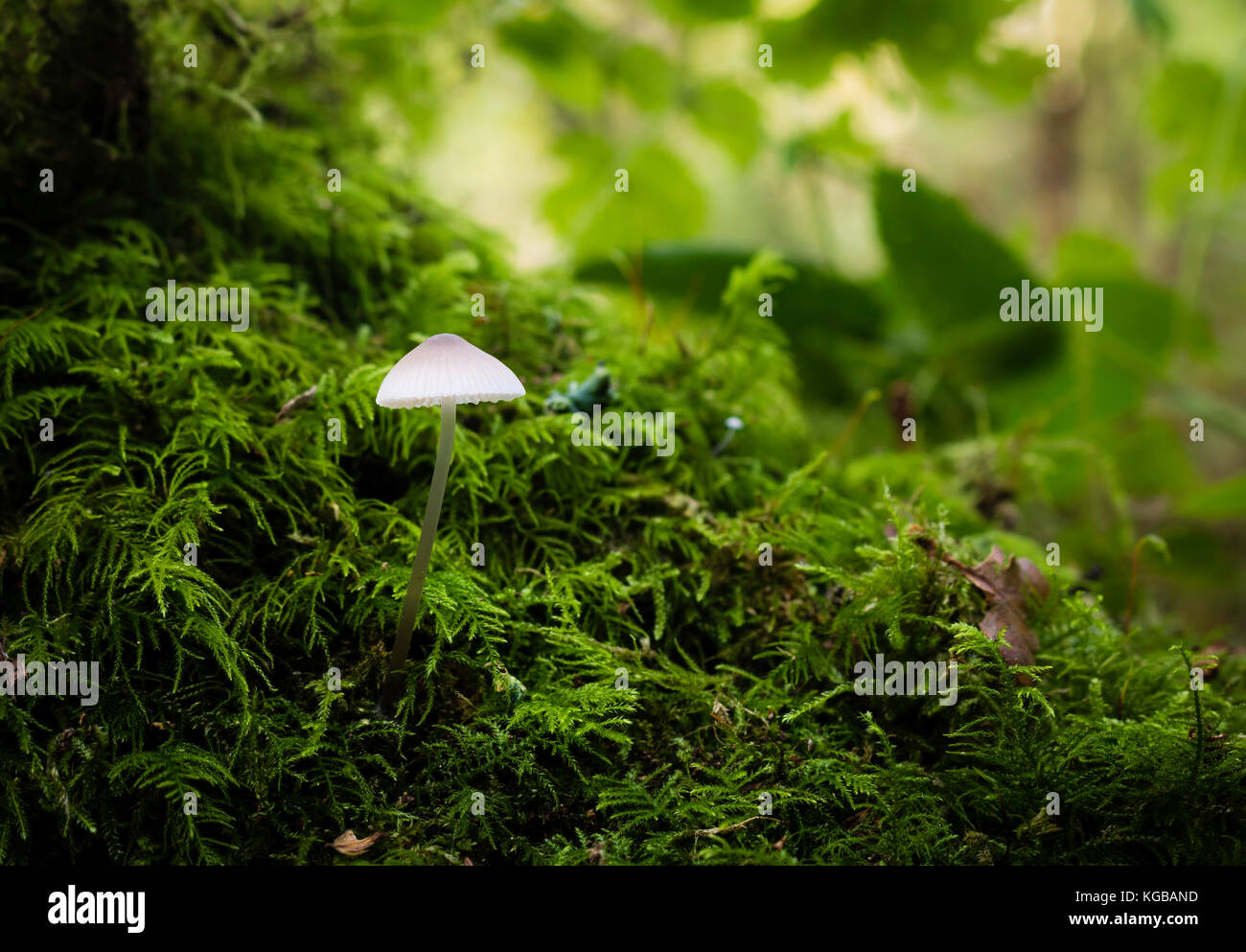 Single mushroom growing at the base of a moss grown tree trunk in Weelsby Woods, NE lincolnshire Stock Photo