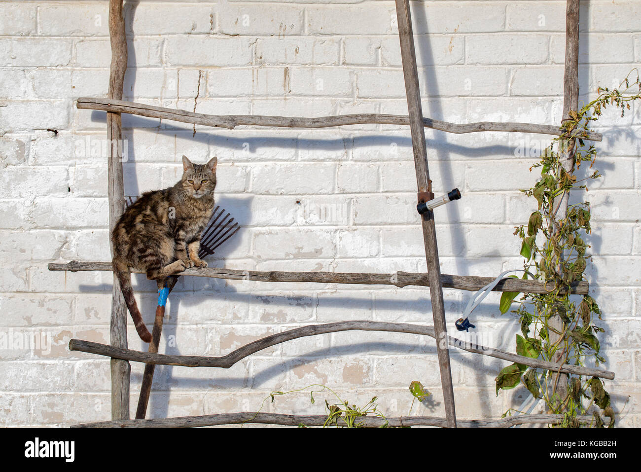 Tabby cat sitting on the ladder Stock Photo - Alamy