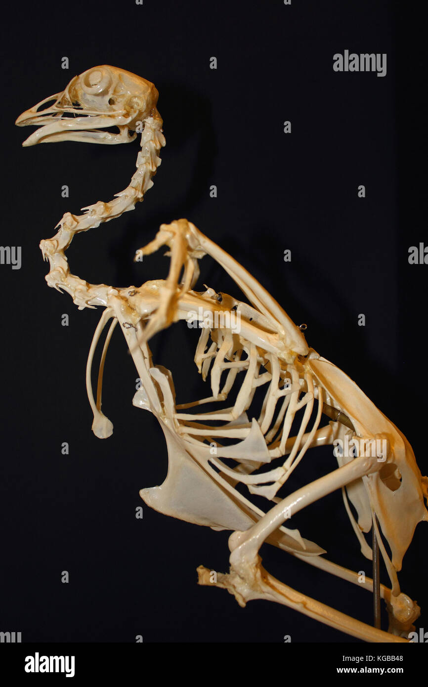 The entire skeleton of a bird put together and mounted to show form and structure Stock Photo