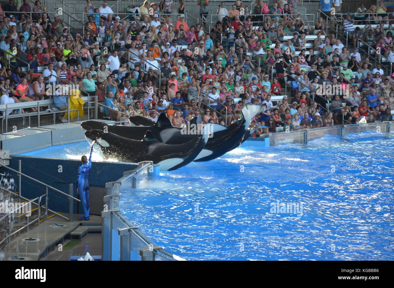 Performance of killer whales at Shamu Stadium, SeaWorld, Orlando, Florida Stock Photo