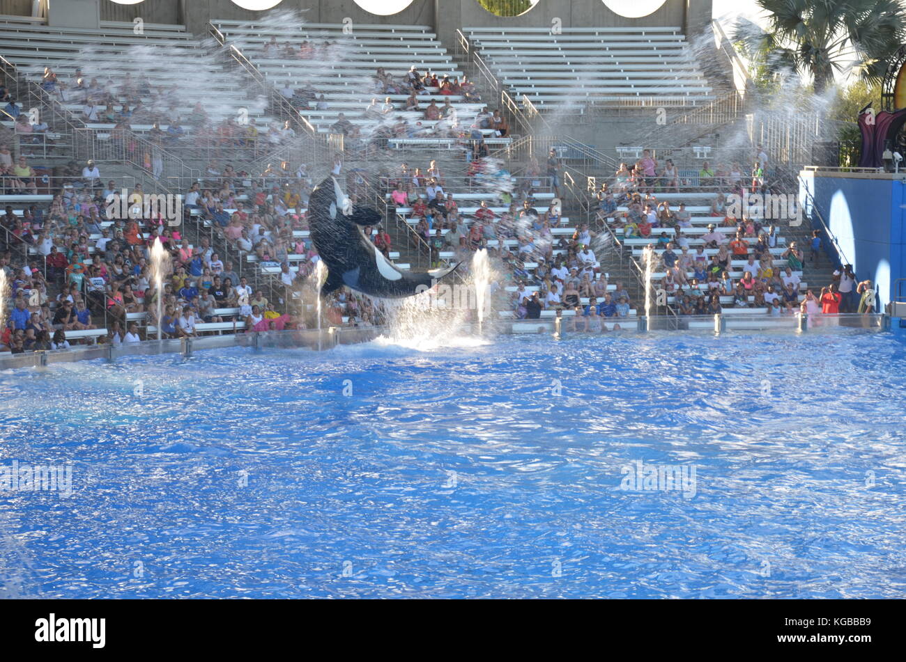 Performance of killer whales at Shamu Stadium, SeaWorld, Orlando ...