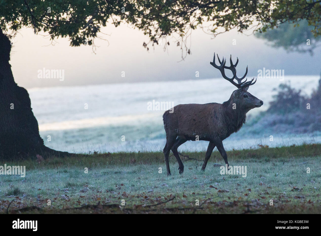 The fog 1979 hires stock photography and images Alamy