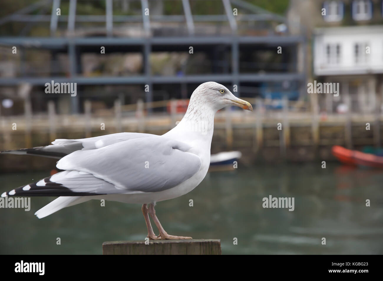 Looe, UK. 6th Nov, 2017. UK Weather. Seagull in Looe, Cornwall Credit: Keith Larby/Alamy Live News Stock Photo