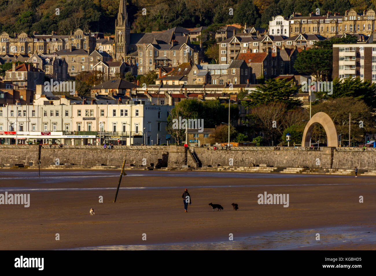 Weston-Super-Mare, Somerset, Avon, England, UK. 06th Nov, 2017. Woman plays with dogs on beach during brief sunny spell on autumn day. Stock Photo