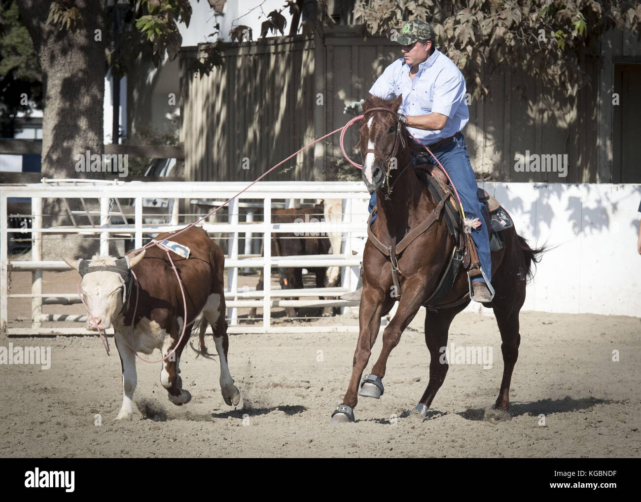 San Juan Capistrano, California, USA. 20th Sep, 2017. Modern day cow ...