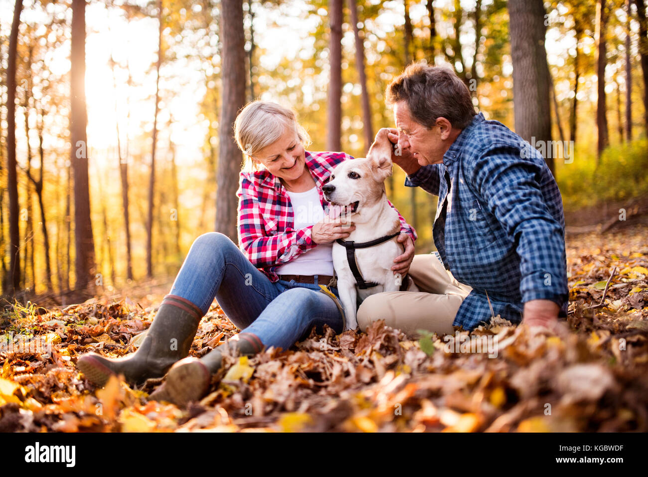 Senior couple with dog on a walk in an autumn forest Stock Photo - Alamy