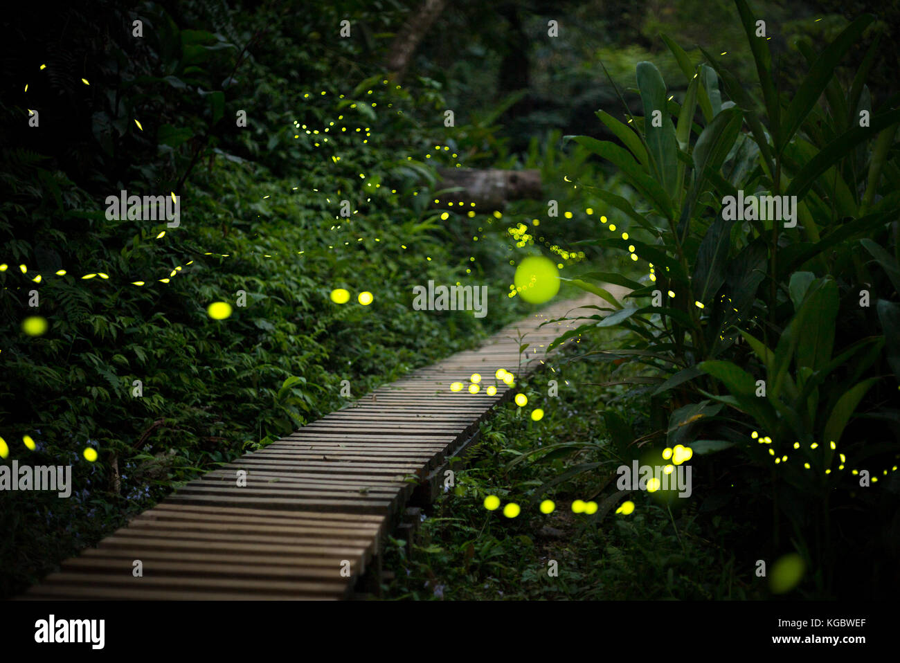 fireflies in the bush at night in taiwan Stock Photo