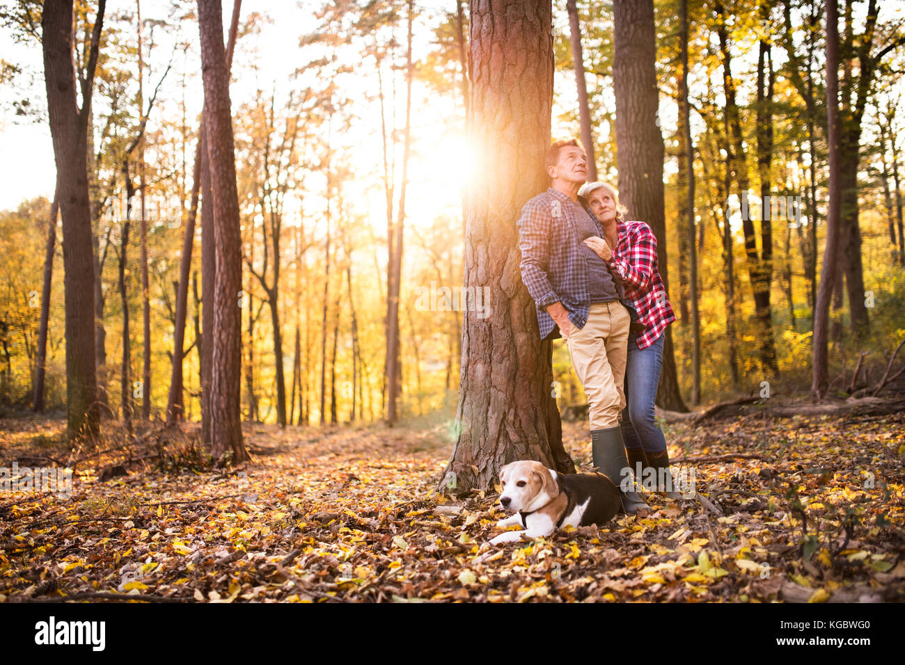 Senior couple with dog on a walk in an autumn forest Stock Photo - Alamy