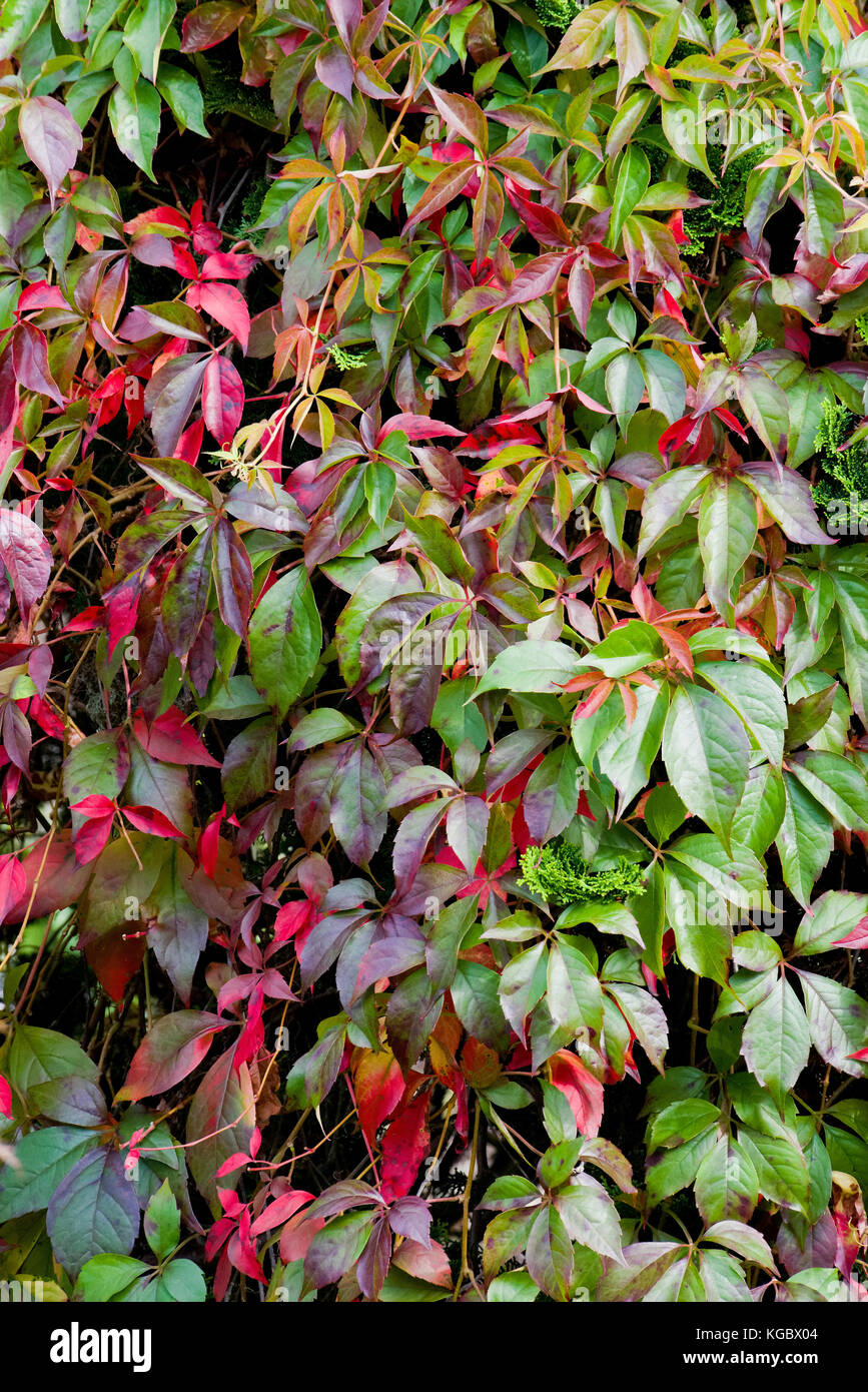 Virginia creeper changing colour from green to red as autumn sets in Stock Photo