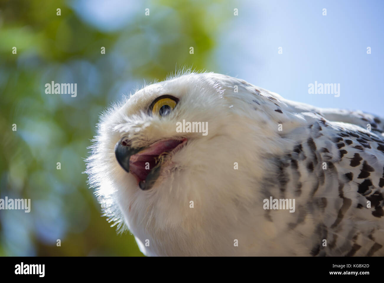 owl harry potter stock photos owl harry potter stock images alamy