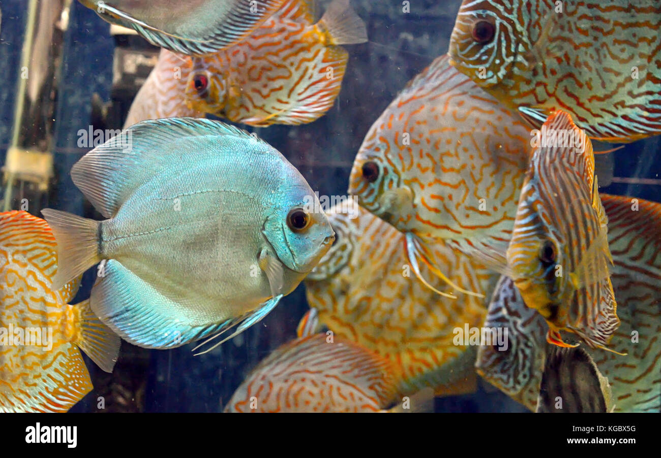 Symphysodon discus fish in an aquarium Stock Photo