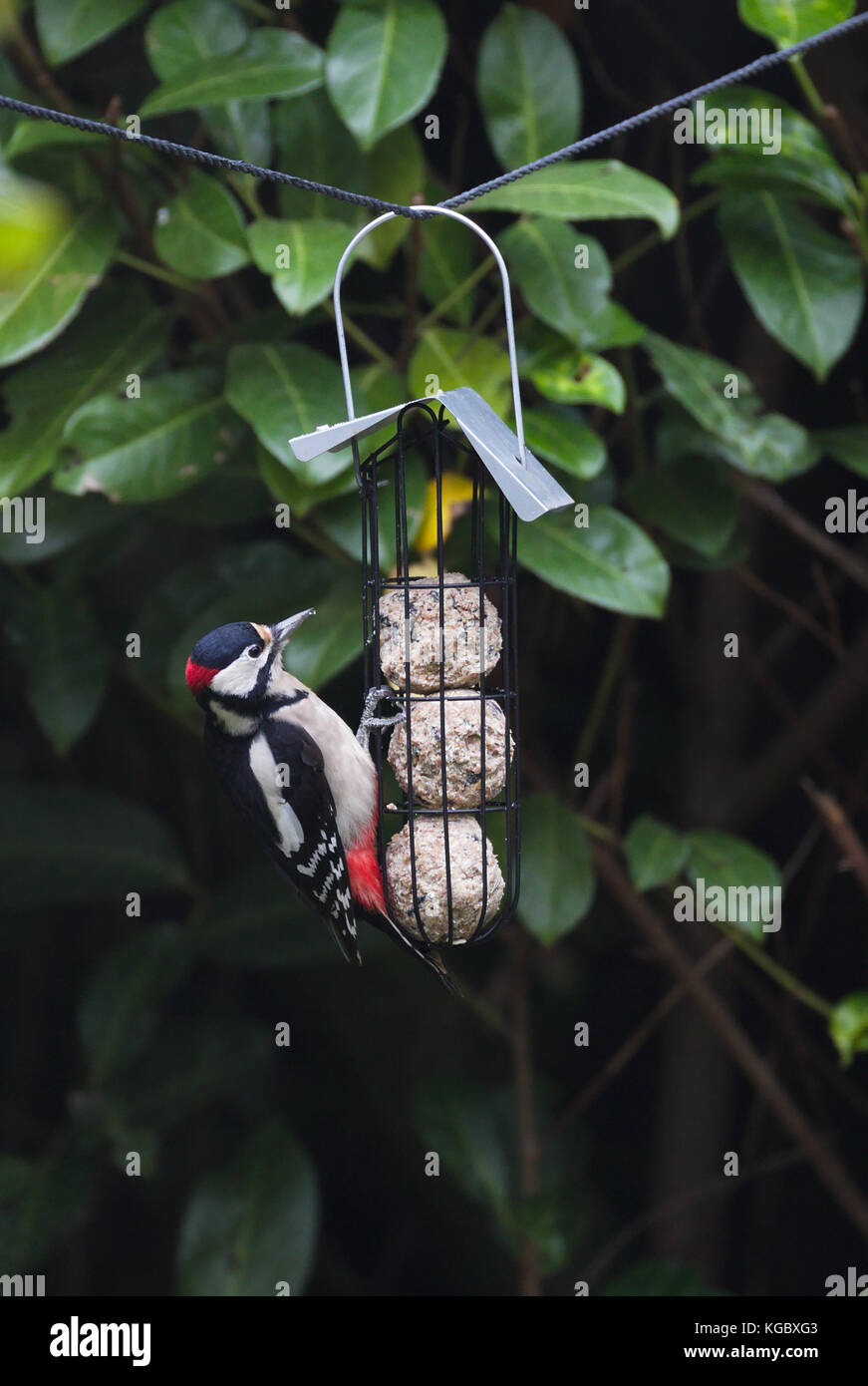 Great spotted woodpecker (Dendrocopos major) on bird feeder with fat