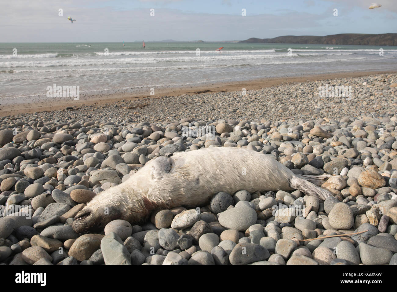 Dead Atlantic Grey Seal pup on Newgale Beach following  Storm Brian. Stock Photo
