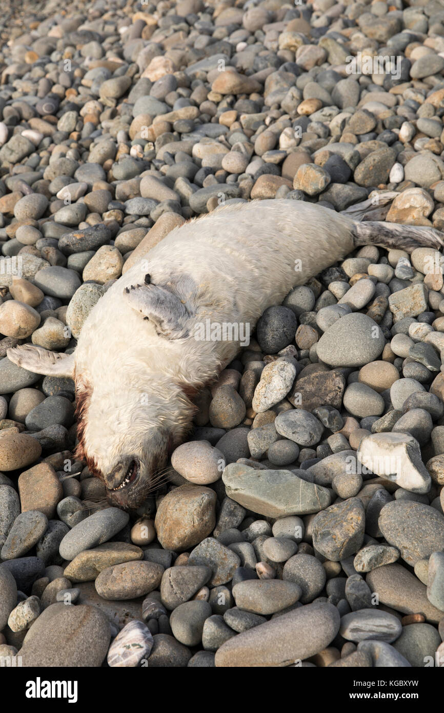 Dead Atlantic Grey Seal pup on Newgale Beach following  Storm Brian. Stock Photo