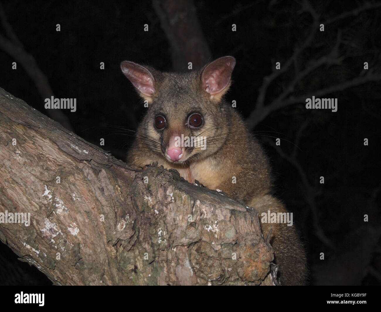 Curious Possum Stock Photo
