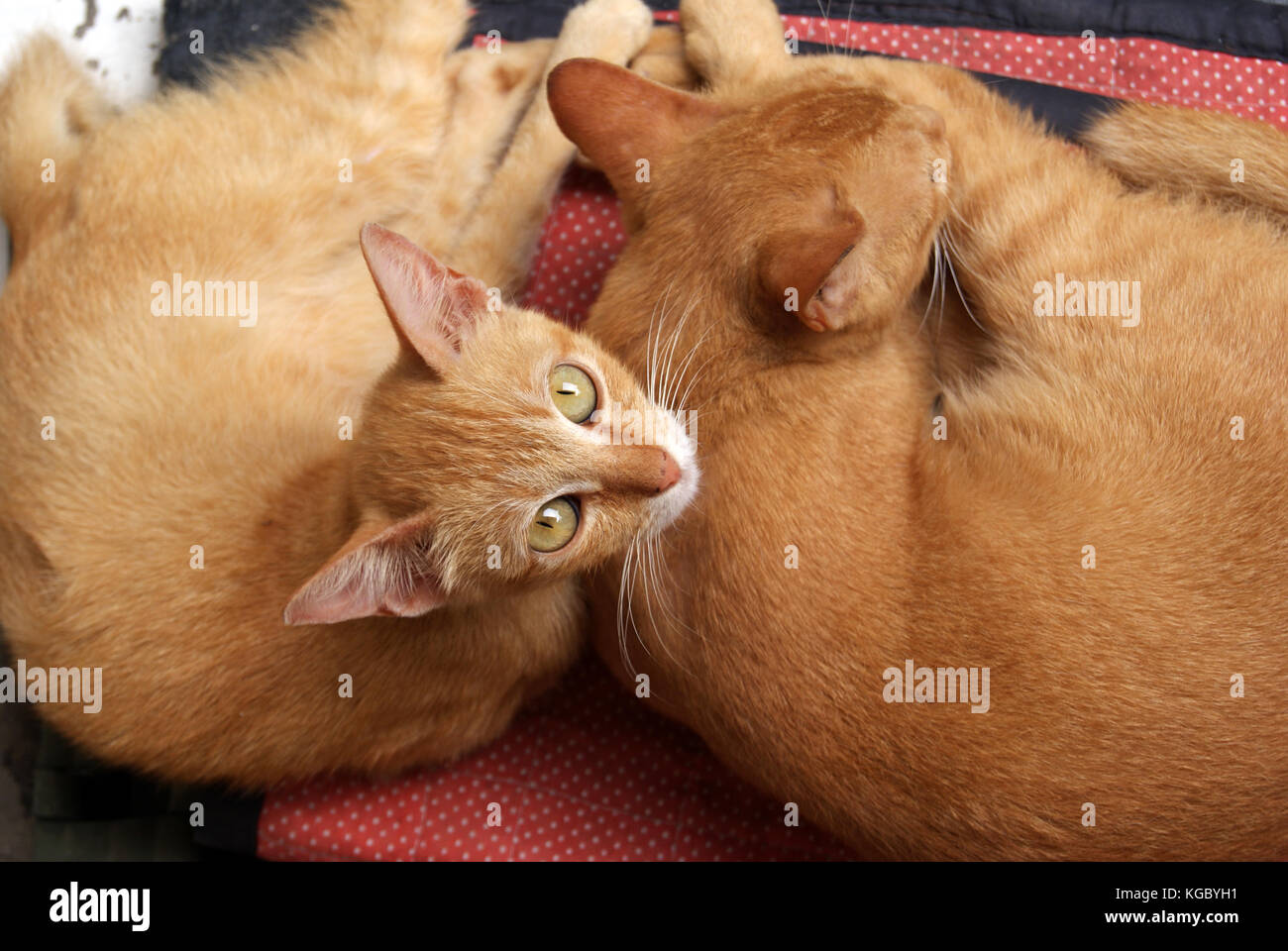 Cat Nap Stock Photo