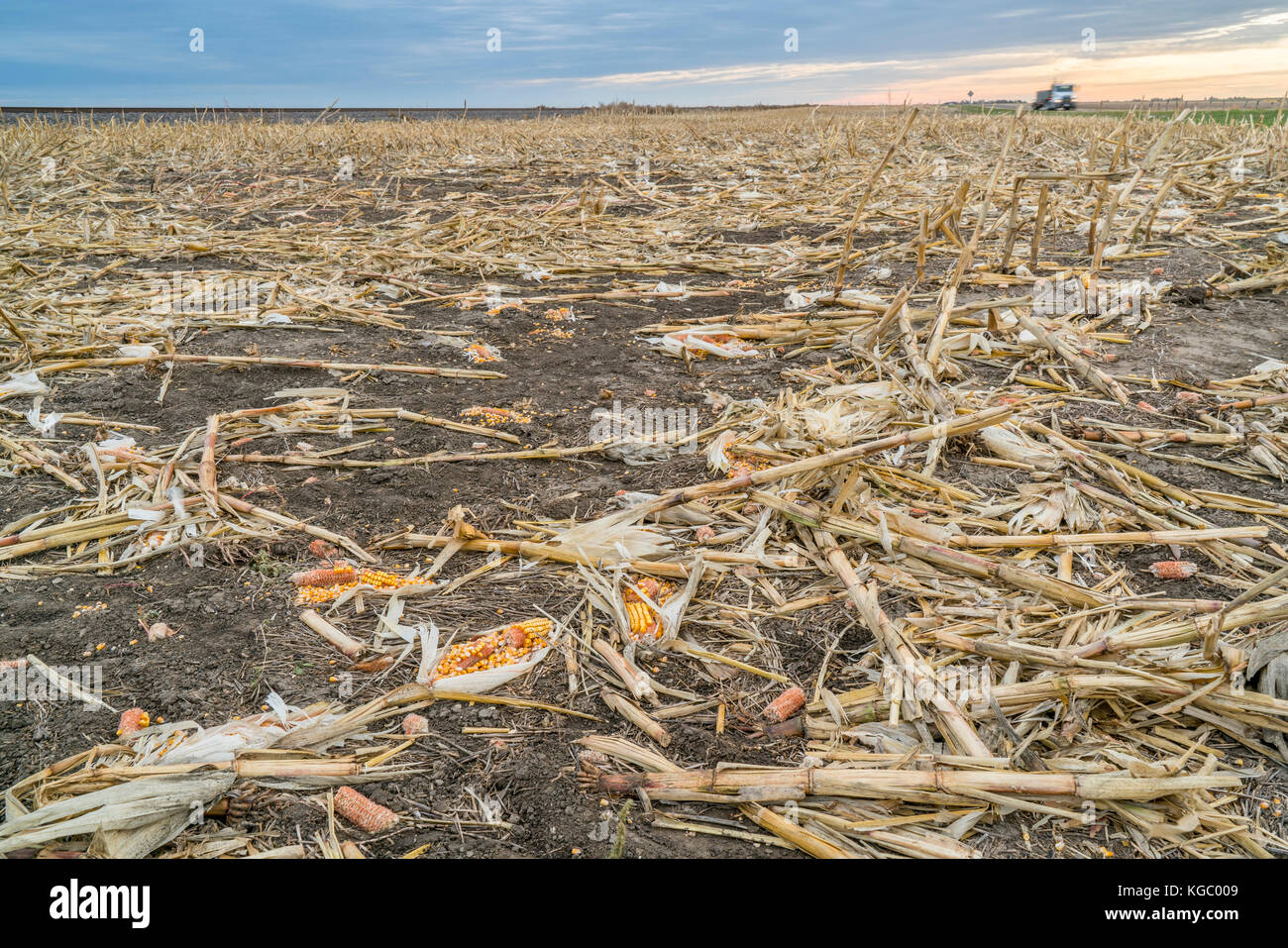 Corn field after harvest in hi-res stock photography and images - Alamy