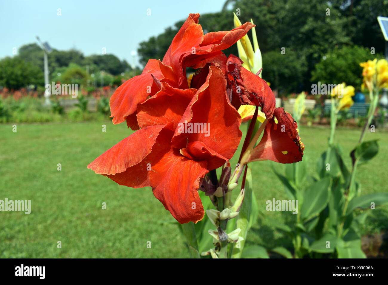 Indian tulip flower hires stock photography and images Alamy