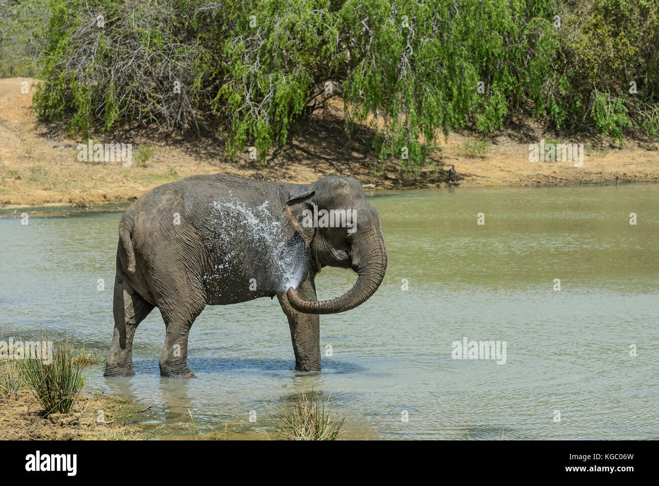 Sri Lankan Elephant - Elephas maximus maximus, Sri Lanka Stock Photo