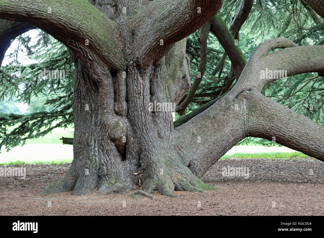 Trunk and lower branches of a Cedar of Lebanon (Cedrus libani) in a parkland setting with trees and lawns in the background. Stock Photo