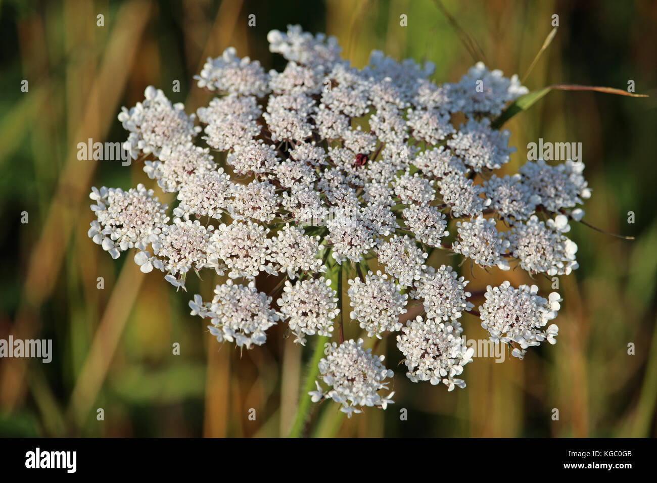 Close view from above of an umbel of wild carrot (Daucus carota) flowers. Background of blurred vegetation. Stock Photo
