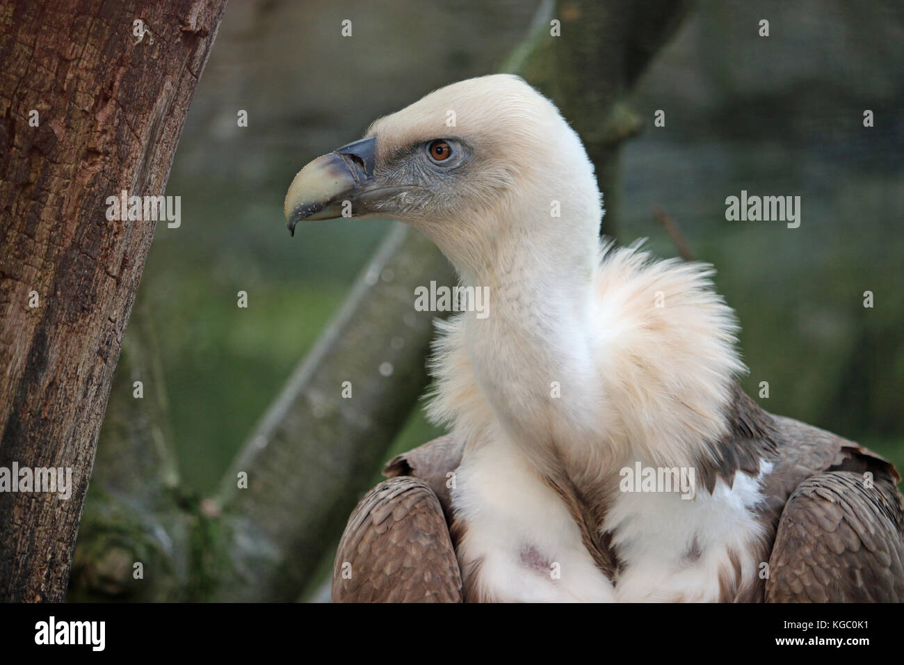Rüppell's griffon vulture (Gyps rueppelli) with head in profile sitting on a tree with a blurred background. Stock Photo
