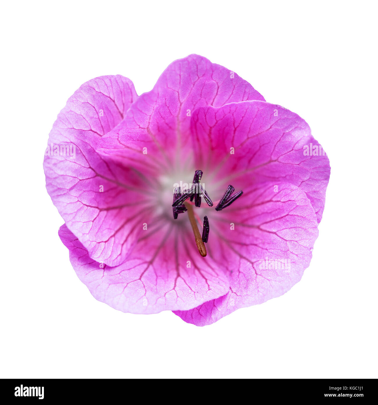 Purple Bell Flower Isolated on White Stock Photo