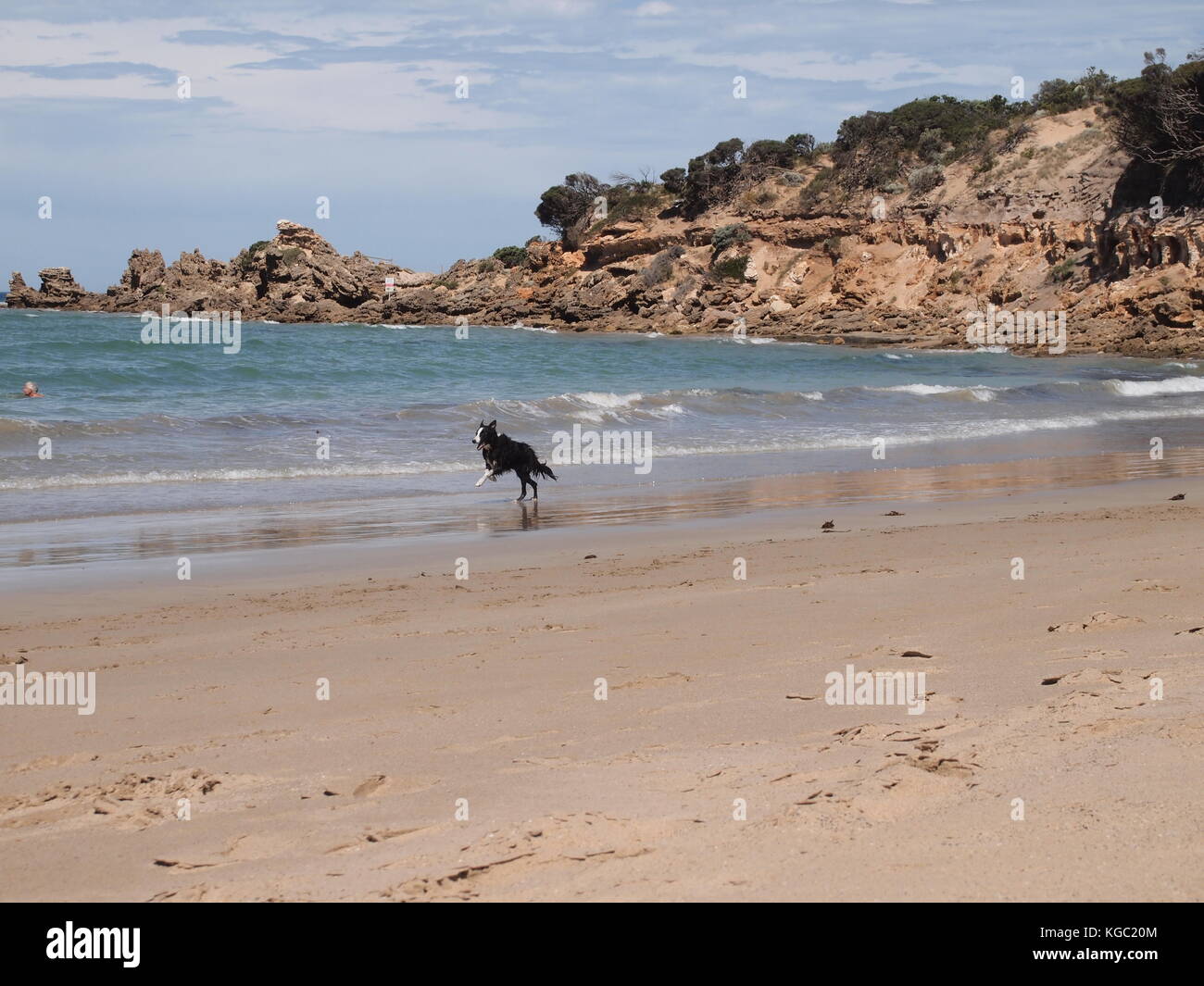 Dog running at the Beach Stock Photo