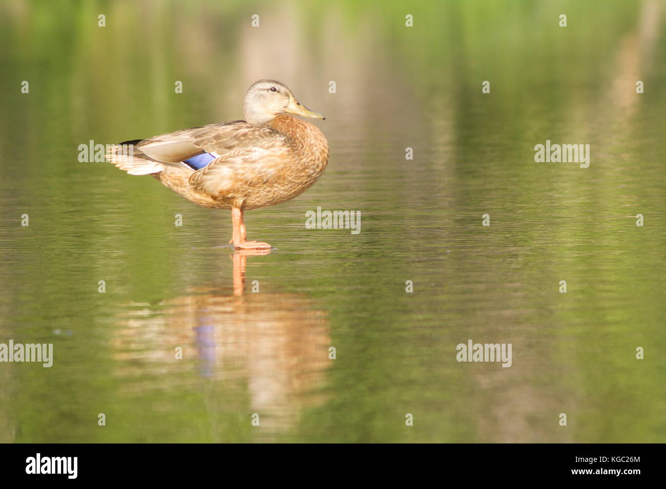 Although this Mallard appears to be standing on the water, it is actually standing on a sandbar just below the waterline. Stock Photo